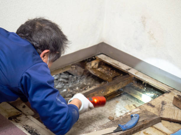 Best Black Mold Remediation in Caledonia, WI