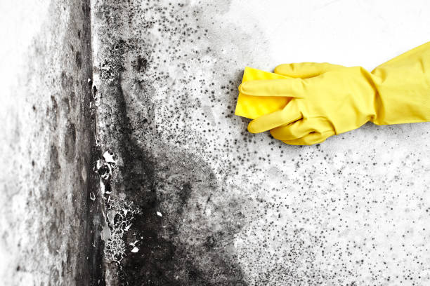 Best Post-Flood Mold Remediation in Caledonia, WI