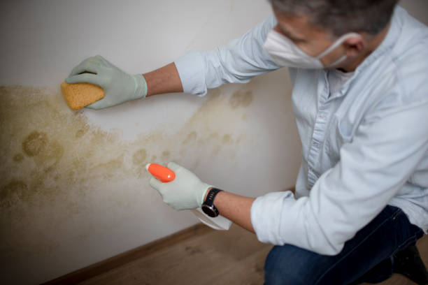 Best White Mold Remediation in Caledonia, WI
