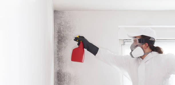 Best Post-Flood Mold Remediation in Caledonia, WI