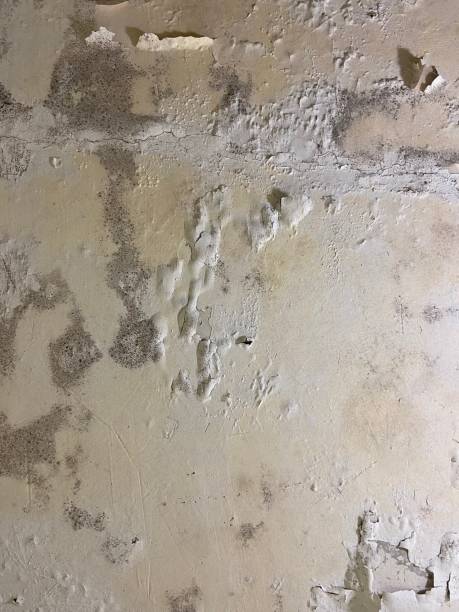 Best Insurance-Related Mold Remediation in Caledonia, WI