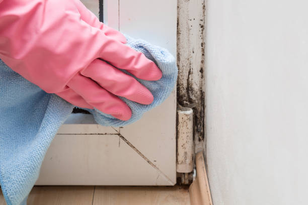 Best Bathroom Mold Remediation in Caledonia, WI